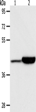 CAPG Polyclonal Antibody – Figure 1 of 4