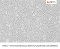 Immortalized Mouse Mammary Epithelial Cells (iMMEC) – Figure 1 of 1