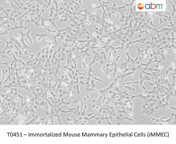 Immortalized Mouse Mammary Epithelial Cells (iMMEC) – Figure 1 of 1