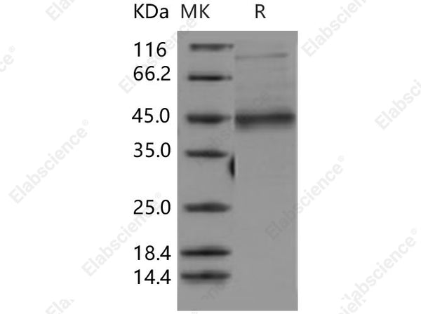 Recombinant Human MFG-E8/lactadherin/MFGE8 Protein (His Tag) - Figure 1 of 2