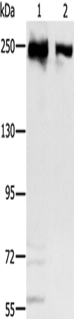 MCM3AP Polyclonal Antibody – Figure 1 of 4