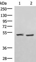 RRP8 Polyclonal Antibody – Figure 1 of 4