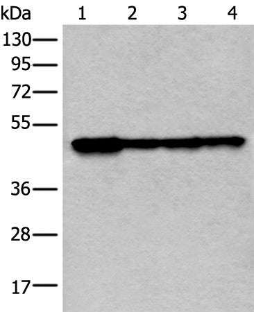 VRK1 Polyclonal Antibody – Figure 1 of 3