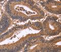 CDC37L1 Polyclonal Antibody – Figure 1 of 3