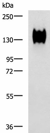 CEACAM1 Polyclonal Antibody – Figure 1 of 2