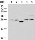 PSMA6 Polyclonal Antibody – Figure 1 of 3