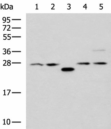 PSMA6 Polyclonal Antibody – Figure 1 of 3