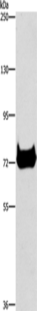 CEL Polyclonal Antibody – Figure 1 of 4