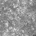 GIMEN cell