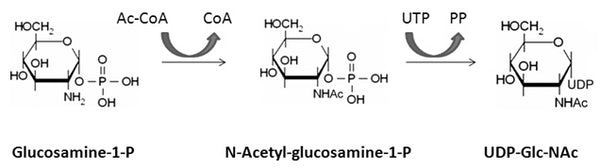 E. coli GlmU Assay Kit Plus – Figure 1 of 1