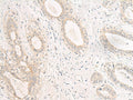 GPR157 Polyclonal Antibody – Figure 1 of 3