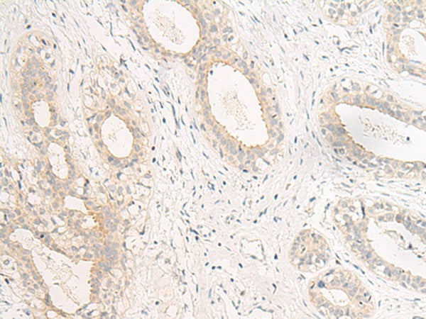 GPR157 Polyclonal Antibody – Figure 1 of 3