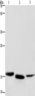 Cytochrome b5 Polyclonal Antibody – Figure 1 of 4