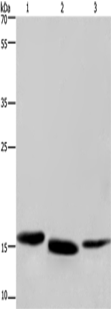 Cytochrome b5 Polyclonal Antibody – Figure 1 of 4
