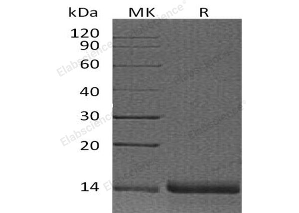 Recombinant Human Profilin-2/PFN2 Protein – Figure 1 of 2