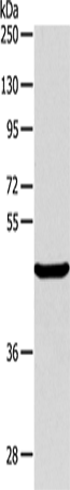 ALKBH1 Polyclonal Antibody – Figure 1 of 2