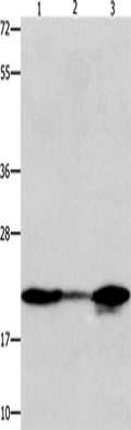 NME1 Polyclonal Antibody – Figure 1 of 3