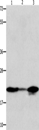 NME1 Polyclonal Antibody – Figure 1 of 3