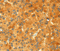 GK1 Polyclonal Antibody – Figure 1 of 3