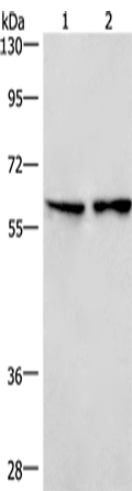 CD244 Polyclonal Antibody – Figure 1 of 3