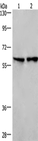 CD244 Polyclonal Antibody – Figure 1 of 3