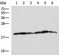 BLOC1S6 Polyclonal Antibody – Figure 1 of 3
