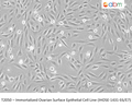 Immortalized Ovarian Surface Epithelial Cell Line (IHOSE-1431-E6/E7) – Figure 1 of 1
