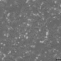 H-MESO-1 cell