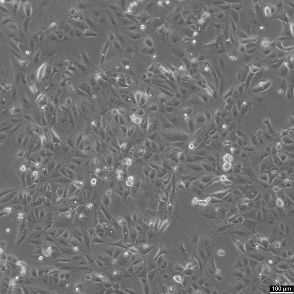 H-MESO-1 cell