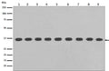 Western blot analysis of GAPDH expression in (1) Jurkat cell lysate; (2) A375 cell lysate; (3) Human hippocampus lysate; (4) Human fetal liver lysate; (5) COS-1 cell lysate; (6) Raw264.7 cell lysate; (7) Mouse kidney lysate; (8) PC-12 cell lysate; (9) Rat brain lysate