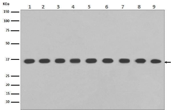 Western blot analysis of GAPDH expression in (1) Jurkat cell lysate; (2) A375 cell lysate; (3) Human hippocampus lysate; (4) Human fetal liver lysate; (5) COS-1 cell lysate; (6) Raw264.7 cell lysate; (7) Mouse kidney lysate; (8) PC-12 cell lysate; (9) Rat brain lysate