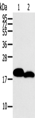 MYL2 Polyclonal Antibody – Figure 1 of 2