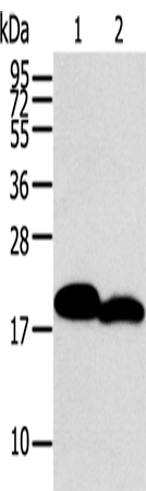 MYL2 Polyclonal Antibody – Figure 1 of 2