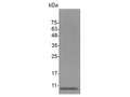 Recombinant Mouse EGF Protein (His Tag) – Figure 1 of 2
