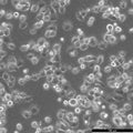 NCI-H1299-RFP cell
