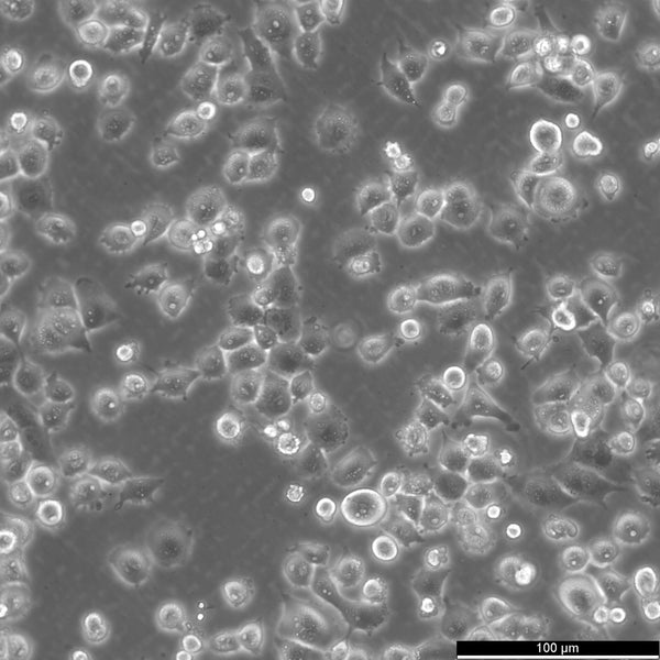 NCI-H1299-RFP cell