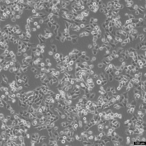 NCI-H1299 cell