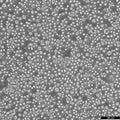 H22 cell
