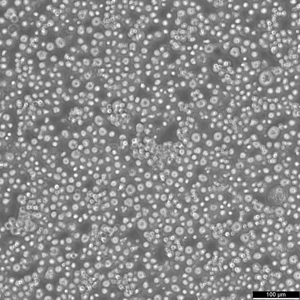 H22 cell