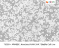 APOBEC1 Knockout RAW 264.7 Stable Cell Line | Applied Biological Materials (abm)