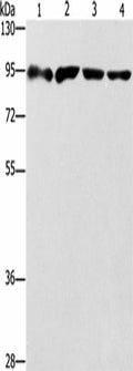 ZBTB10 Polyclonal Antibody – Figure 1 of 2