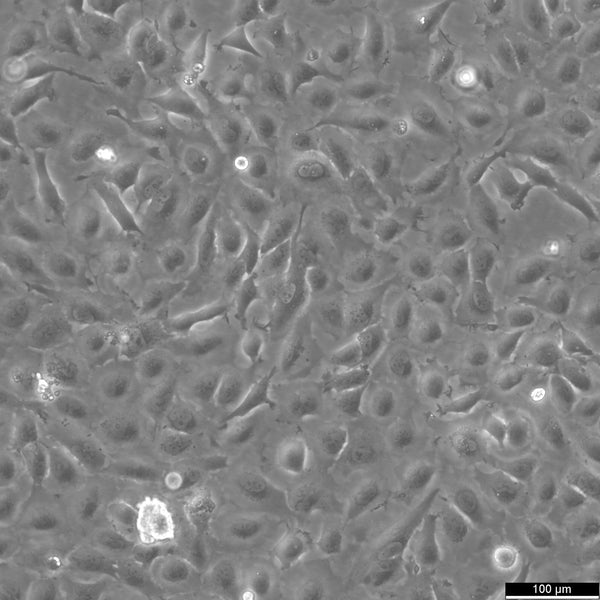 H4 cell