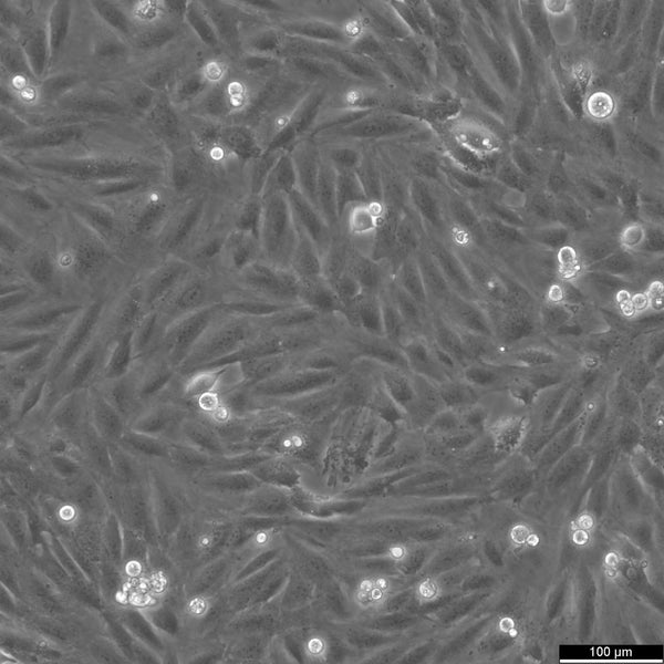 H9c2(2-1) cell