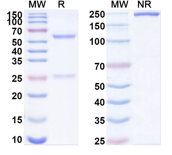 SDS-PAGE for Anti-Kv2.2 K+ channel Antibody (K37/89).