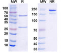 SDS-PAGE for Anti-Gamma-protocadherin-C3 Antibody (N174B/27)