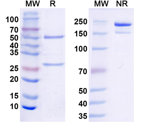SDS-PAGE for Anti-Gamma-protocadherin-C3 Antibody (N174B/27)