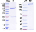 SDS-PAGE for Anti-Gamma-protocadherin-A3 Antibody (N144/10)