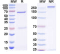 SDS-PAGE for Anti-Gamma-protocadherin-A3 Antibody (N144/17)