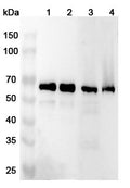 Western blot analysis was performed using anti-UBAP1 polyclonal antibody at 1ug/mL on various samples.
Lane 1: A431 cell lysate
Lane 2: Hela cell lysate
Lane 3: Mosue brain lysate
Lane 4: Mouse testis lysate
