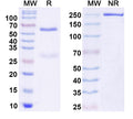 SDS-PAGE for Anti-Stonin-2 Antibody (N346/2)
